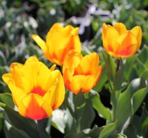 Tulipán jednoduchý raný 'Flair'