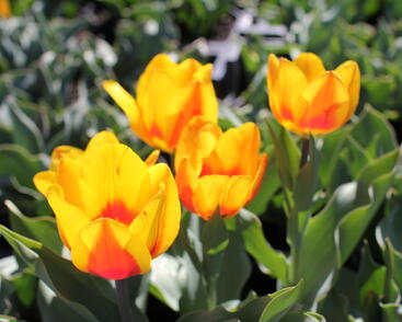 Tulipán jednoduchý raný 'Flair'