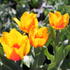 Tulipa Single Early 'Flair'.JPG