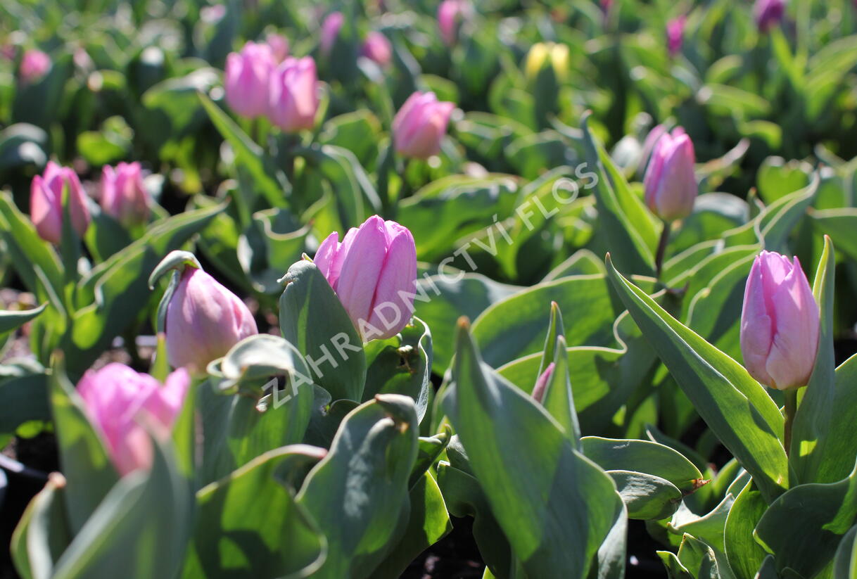 Tulipán jednoduchý raný 'Candy Prince' - Tulipa Single Early 'Candy Prince'
