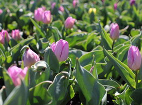 Tulipán jednoduchý raný 'Candy Prince' - Tulipa Single Early 'Candy Prince'