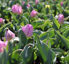 Tulipán jednoduchý raný 'Candy Prince'