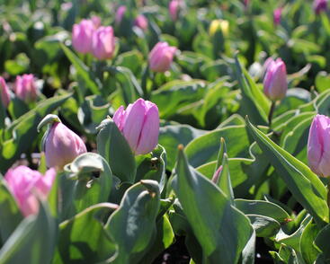 Tulipán jednoduchý raný 'Candy Prince'