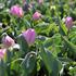 Tulipa Single Early 'Candy Prince'.JPG