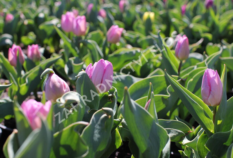 Tulipán jednoduchý raný 'Candy Prince' - Tulipa Single Early 'Candy Prince'