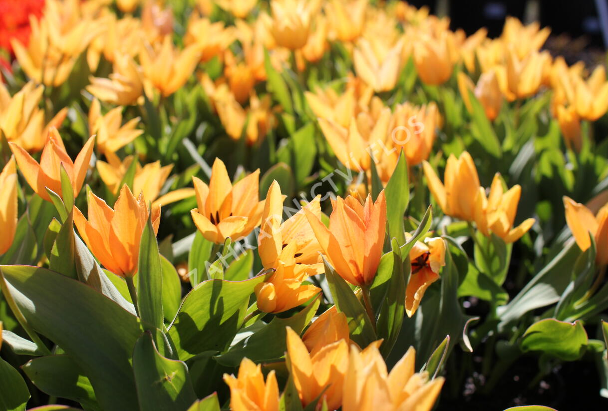 Tulipán botanický praestans 'Shogun' - Tulipa praestans 'Shogun'