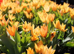 Tulipán botanický praestans 'Shogun' - Tulipa praestans 'Shogun'