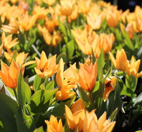 Tulipán botanický praestans 'Shogun'