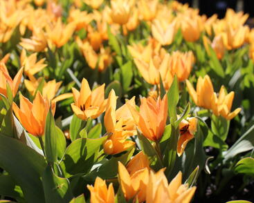 Tulipán botanický praestans 'Shogun'