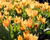 Tulipán botanický praestans 'Shogun'