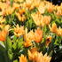 Tulipa praestans 'Shogun'.JPG