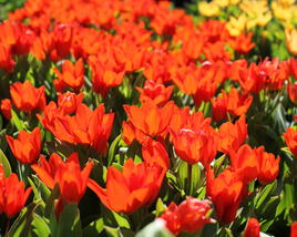 Tulipán botanický praestans 'Fusilier'