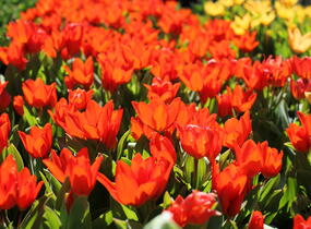 Tulipán botanický praestans 'Fusilier' - Tulipa praestans 'Fusilier'