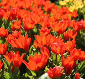Tulipán botanický praestans 'Fusilier'