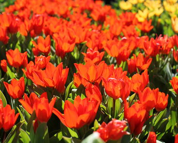 Tulipán botanický praestans 'Fusilier'