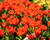 Tulipán botanický praestans 'Fusilier'