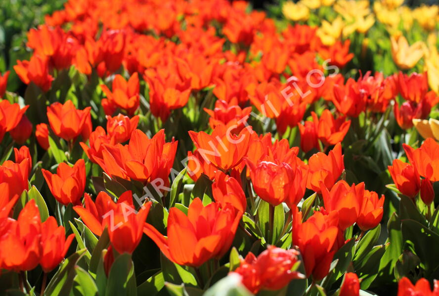 Tulipán botanický praestans 'Fusilier' - Tulipa praestans 'Fusilier'