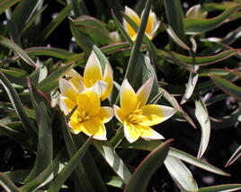 Tulipán botanický tarda