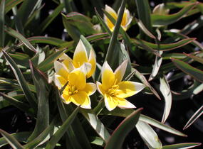 Tulipán botanický tarda - Tulipa tarda