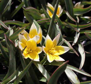 Tulipán botanický tarda