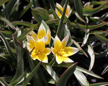 Tulipán botanický tarda