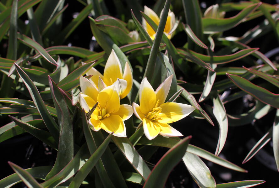 Tulipán botanický tarda - Tulipa tarda