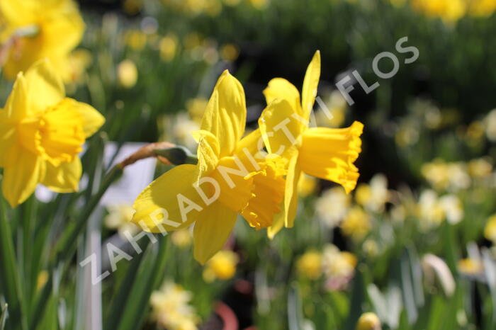 Narcis velkokorunný 'Carlton' - Narcissus Large Cupped 'Carlton'