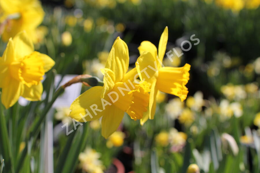Narcis velkokorunný 'Carlton' - Narcissus Large Cupped 'Carlton'