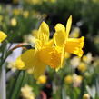 Narcis velkokorunný 'Carlton' - Narcissus Large Cupped 'Carlton'