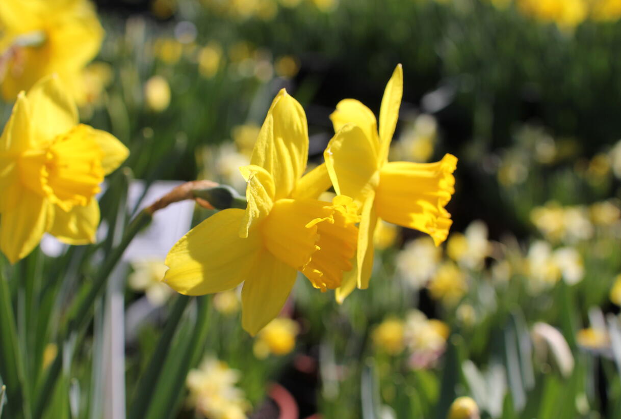 Narcis velkokorunný 'Carlton' - Narcissus Large Cupped 'Carlton'