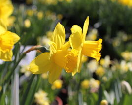 Narcis velkokorunný 'Carlton'