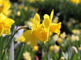 Narcis velkokorunný 'Carlton' - Narcissus Large Cupped 'Carlton'