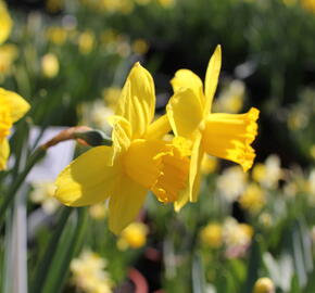 Narcis velkokorunný 'Carlton'