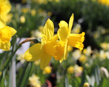Narcis velkokorunný 'Carlton'
