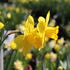 Narcissus Large Cupped 'Carlton'_1.JPG