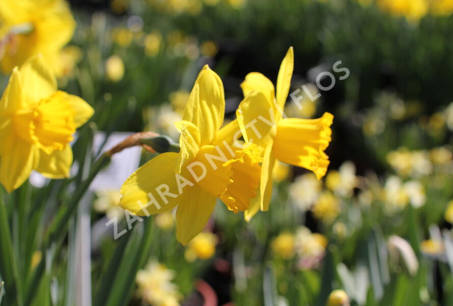 Narcis velkokorunný 'Carlton' - Narcissus Large Cupped 'Carlton'
