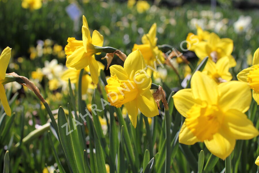 Narcis velkokorunný 'Carlton' - Narcissus Large Cupped 'Carlton'