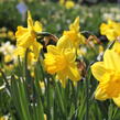 Narcis velkokorunný 'Carlton' - Narcissus Large Cupped 'Carlton'