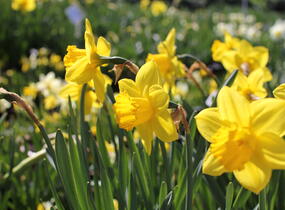 Narcis velkokorunný 'Carlton' - Narcissus Large Cupped 'Carlton'
