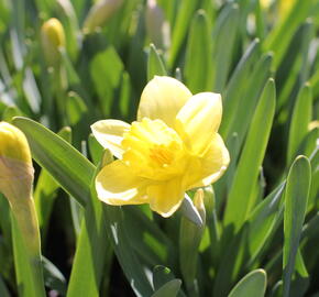 Narcis velkokorunný 'Avalon'