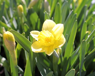 Narcis velkokorunný 'Avalon'