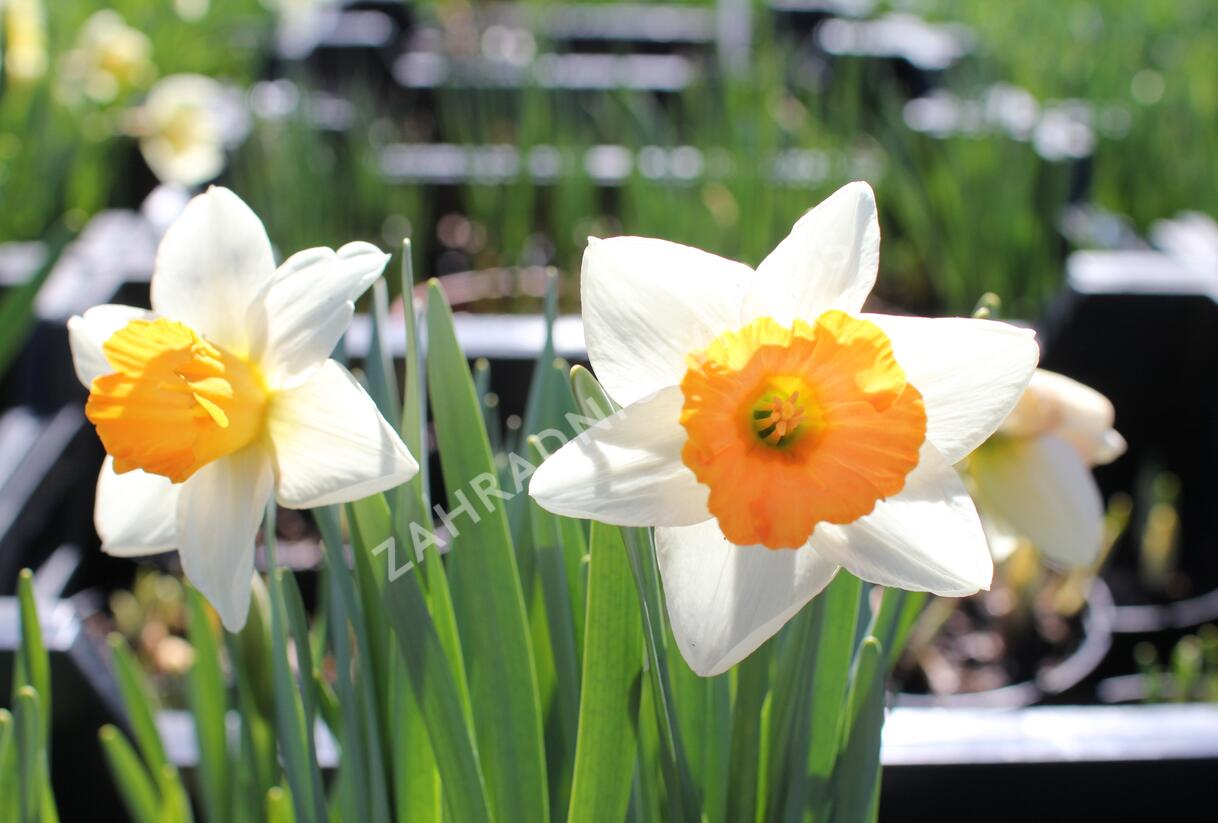 Narcis velkokorunný 'Chromacolor' - Narcissus Large Cupped 'Chromacolor'