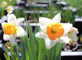 Narcis velkokorunný 'Chromacolor' - Narcissus Large Cupped 'Chromacolor'