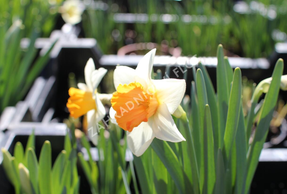 Narcis velkokorunný 'Chromacolor' - Narcissus Large Cupped 'Chromacolor'