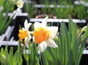 Narcis velkokorunný 'Chromacolor' - Narcissus Large Cupped 'Chromacolor'