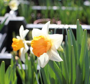 Narcis velkokorunný 'Chromacolor'