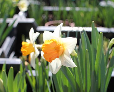 Narcis velkokorunný 'Chromacolor'