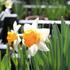 Narcissus Large Cupped 'Chromacolor'.JPG