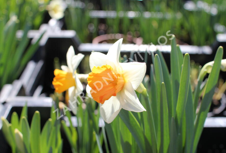 Narcis velkokorunný 'Chromacolor' - Narcissus Large Cupped 'Chromacolor'