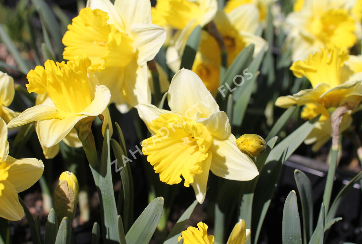 Narcis trubkovitý 'Las Vegas' - Narcissus Trumpet 'Las Vegas'